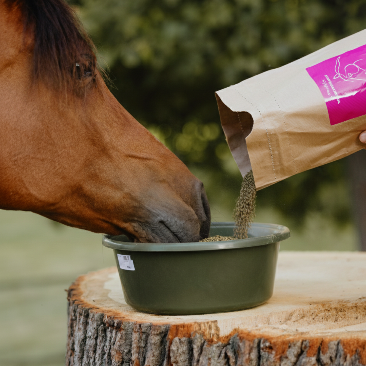 Cystus Equine - Bio Zistrosenkraut für Pferde - 100% Cistus incanus