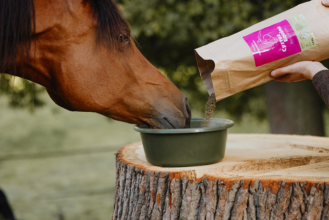 ein braunes Pferd mit dem Maul in einem grünen Futternapf, in den das Cystus Equine Bio Granulat geschüttet wird. Der Napf steht auf einem Baumstamm