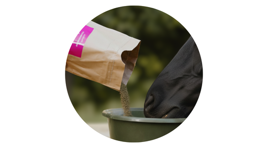 Familie Glombik mit Stella