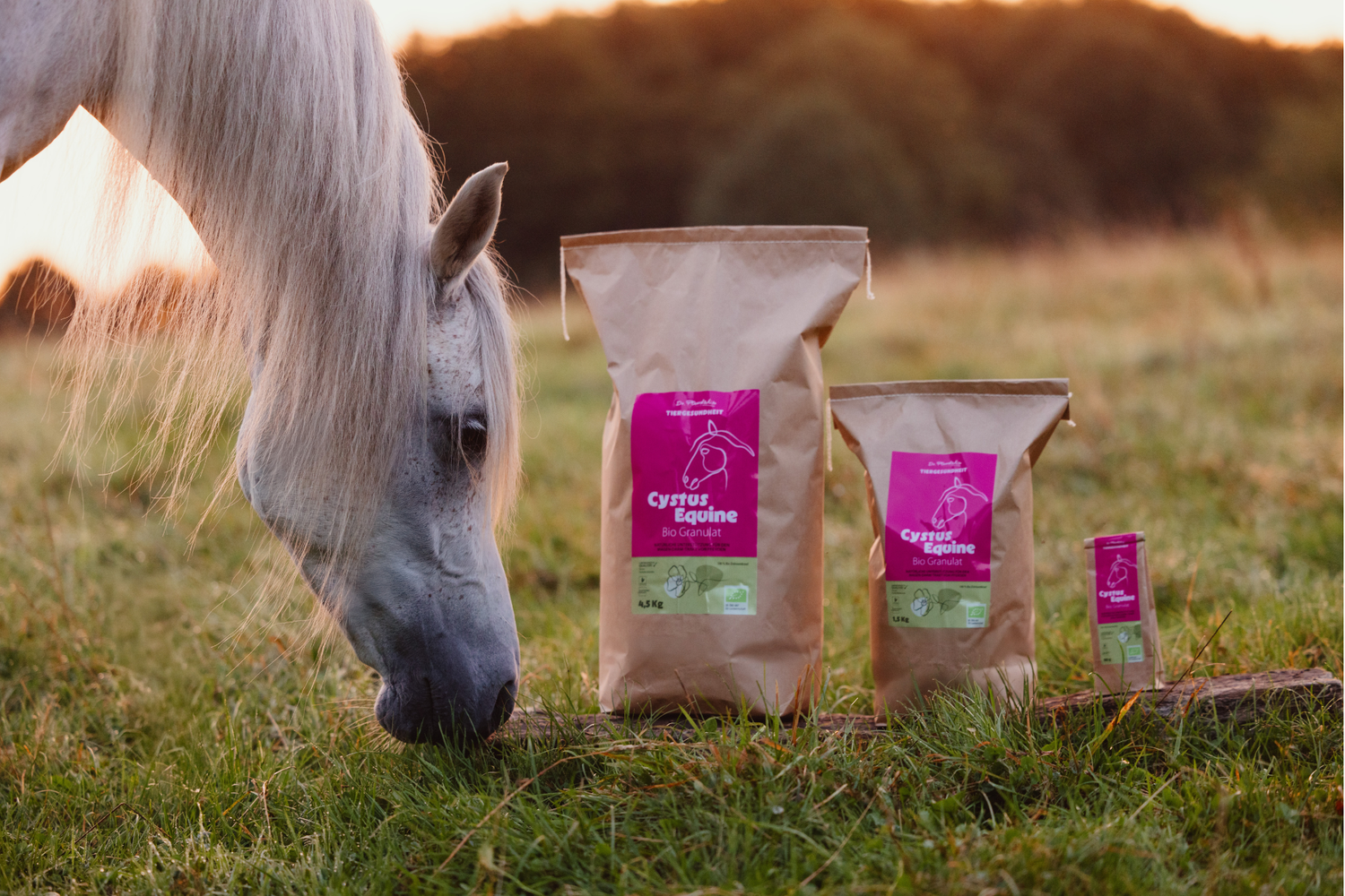 der Kopf eines weißen Pferdes, das sich drei verschieden große Packungen Cystus Equine Granulat anschaut 