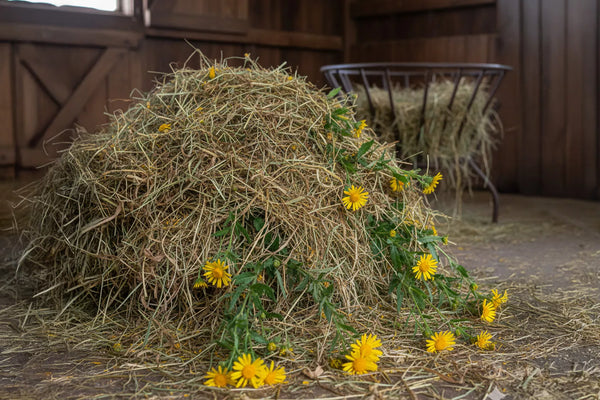 Jakobskreuzkraut im Heu erkennen: So schützt du deine Pferde vor der giftigen Pflanze