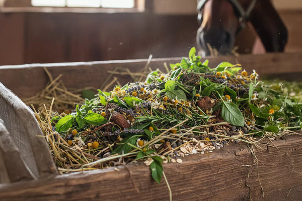 Kräuter gegen Stress beim Pferd: 5 natürliche Beruhigungsmittel