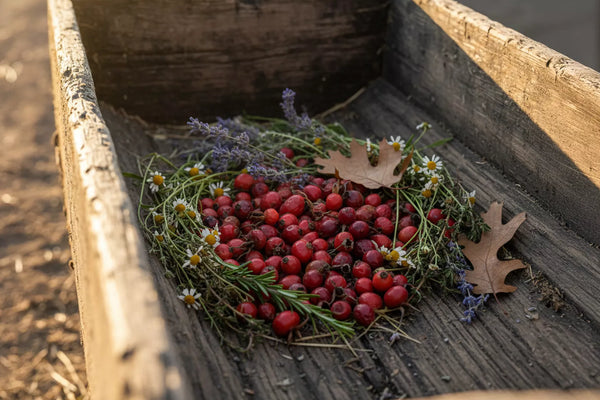 Kräuter für Pferde: 21 Pflanzen zur natürlichen Stärkung deines Pferdes