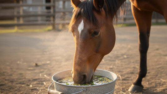 ein braunes Pferd, das aus einem Behälter Kräutertee trinkt