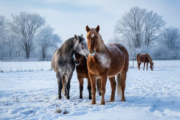 Immunsystem stärken beim Pferd: 5 nachhaltige Methoden für die langfristige Verbesserung der Immunabwehr
