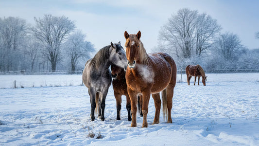 drei Pferde im Vordergrund ein im Hintergrund auf einer Weide im Winter. Schneelandschaft 
