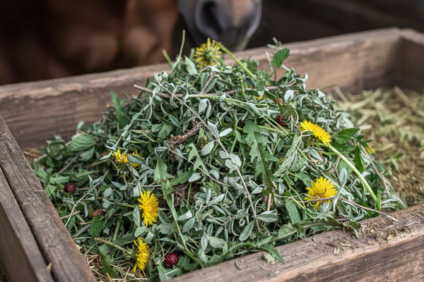 6 Kräuter für den Stoffwechsel deines Pferdes