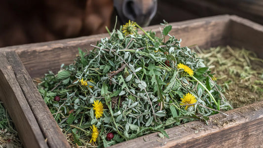 6 Kräuter für den Stoffwechsel deines Pferdes