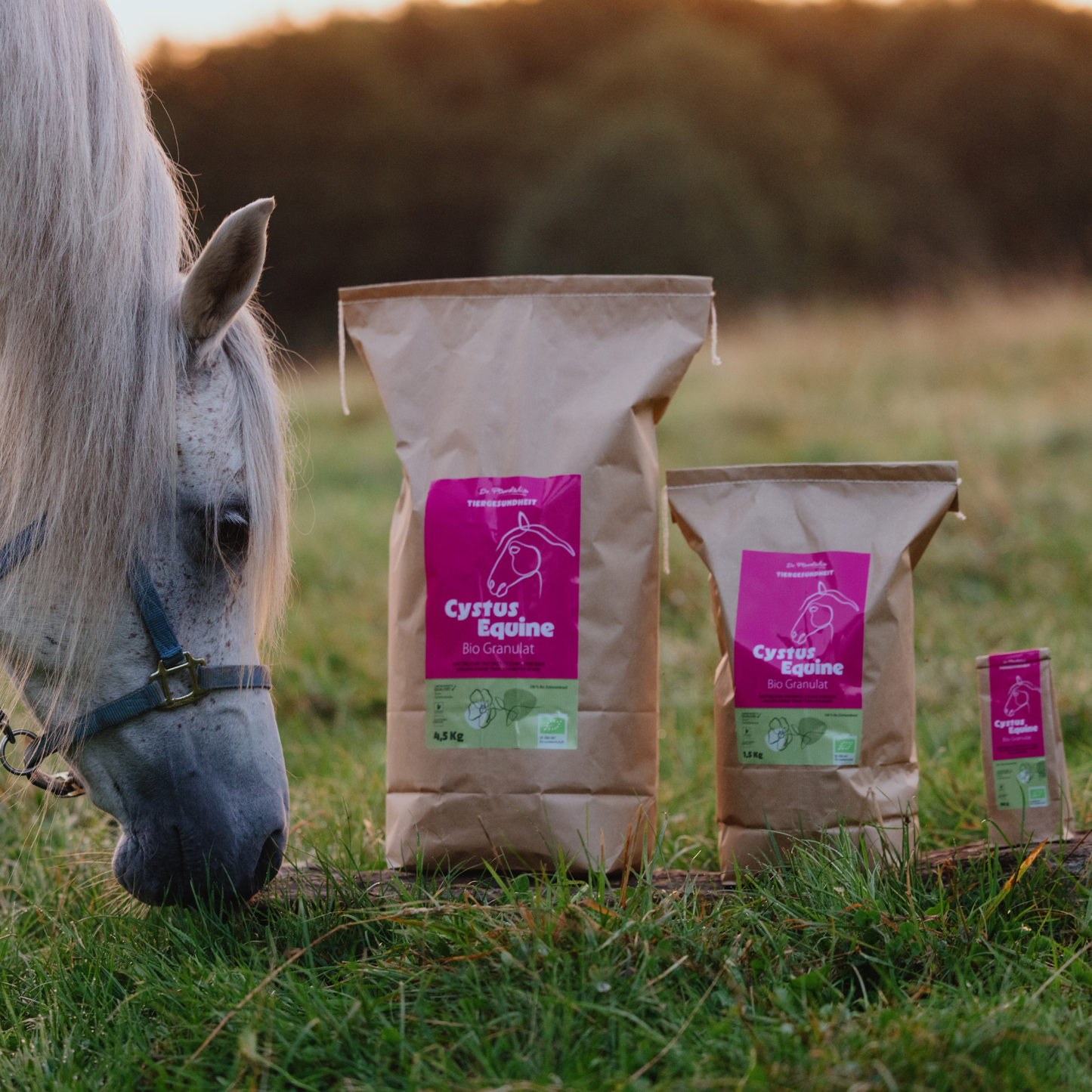 Cystus Equine - Bio Granulat für Pferde - 100% Cistus incanus