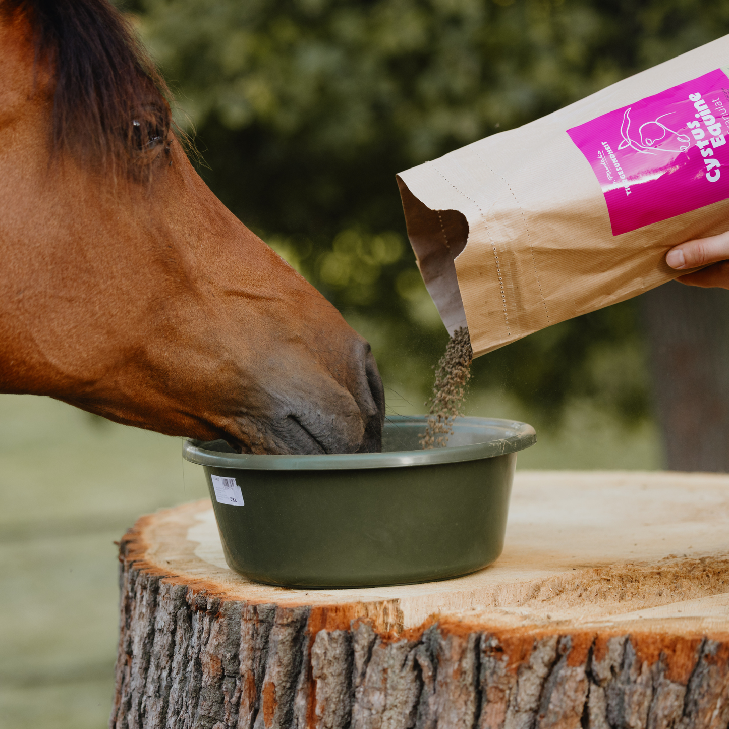 Cystus Equine - Bio Granulat für Pferde - 100% Cistus incanus