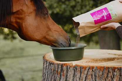 ein braunes Pferd mit dem Maul in einem grünen Futternapf, in den das Cystus Equine Bio Granulat geschüttet wird. Der Napf steht auf einem Baumstamm 